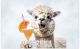 Bild für die Wand Kinderzimmer Witzige Tiere Jungs und Mädchen Zimmer Wandbilder Teenager | Motiv Alpaka mit Cocktail Poster